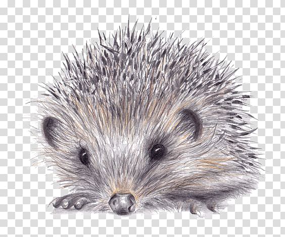 hedgehog transparent background PNG clipart