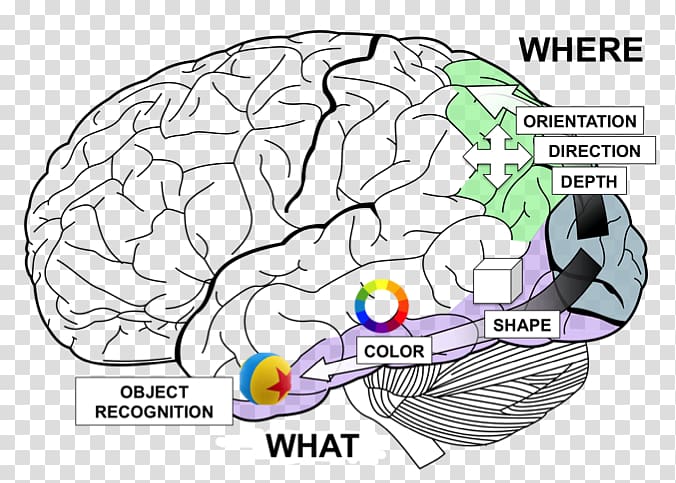 Lobes of the brain Temporal lobe Frontal lobe Occipital lobe, Science Brain transparent background PNG clipart