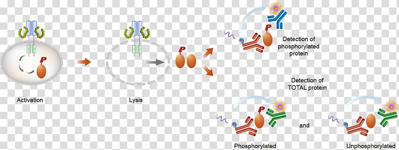Assay Lysis Cell ELISA AMP-activated protein kinase, others transparent background PNG clipart