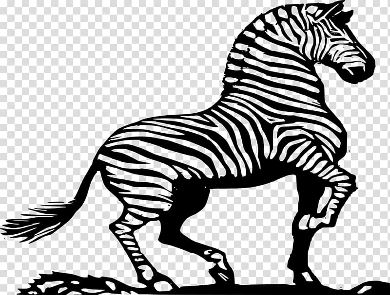 Horse Zebra Drawing , cartoon zebra transparent background PNG clipart