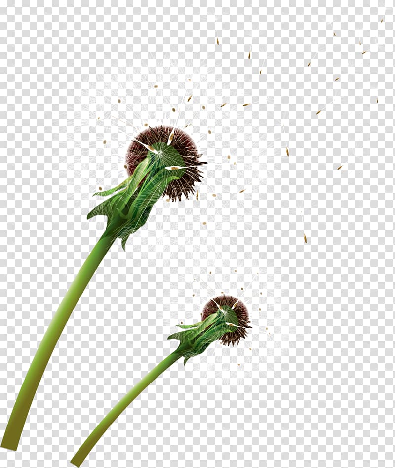 Dandelion Insect Plant LiveInternet Invertebrate, dandelion transparent background PNG clipart