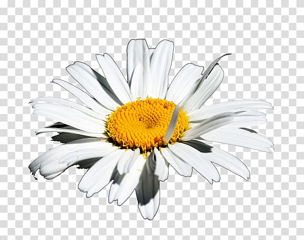 Common daisy Oxeye daisy Marguerite daisy Chrysanthemum Transvaal daisy, innocence transparent background PNG clipart