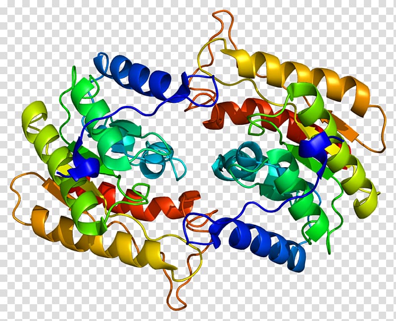 RAR-related orphan receptor gamma Retinoic acid receptor, phospholipase a2 transparent background PNG clipart
