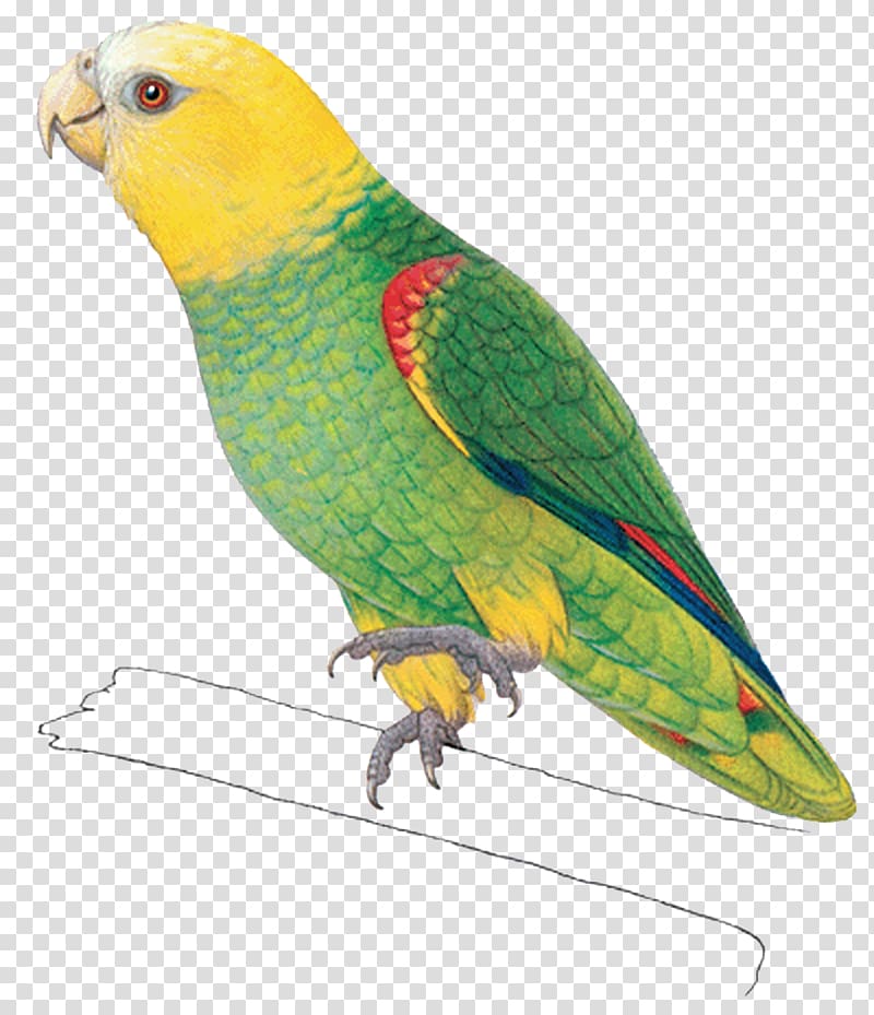 Budgerigar Amazon parrot Macaw Bird, parrot transparent background PNG clipart