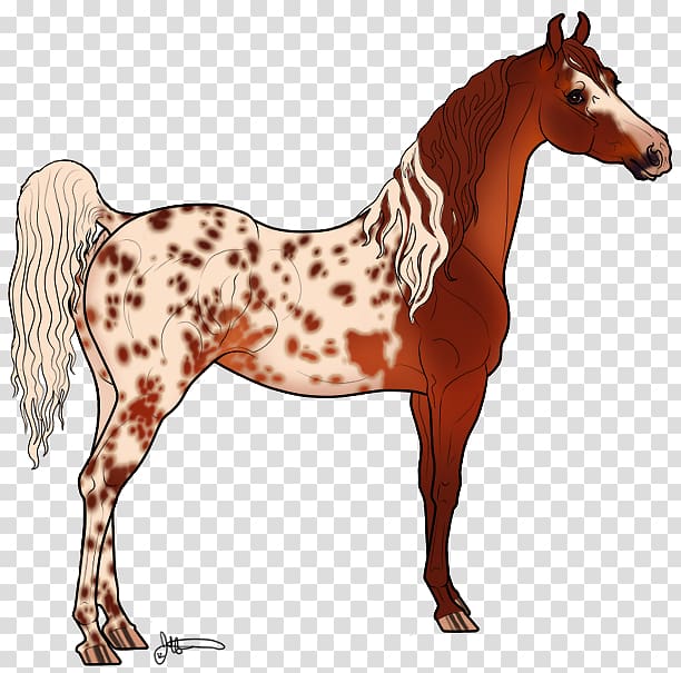 Mustang Stallion Mare Foal Colt, mustang transparent background PNG clipart