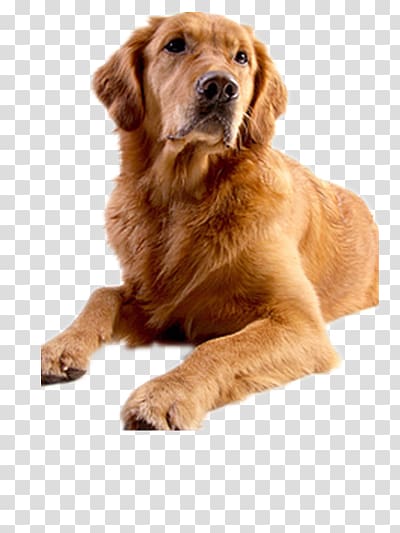 cute dog transparent background PNG clipart