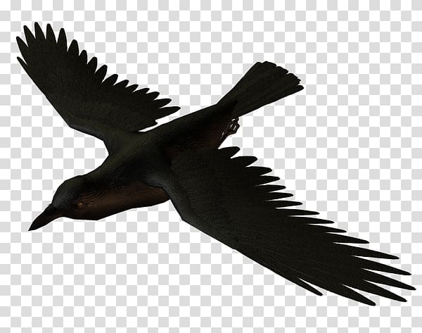Bird American crow Common raven Carrion crow Portable Network Graphics, Bird transparent background PNG clipart