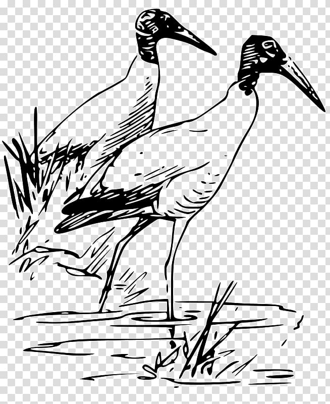 Bird Vertebrate Duck Ibis , Bird transparent background PNG clipart