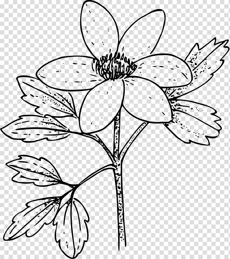 Coloring book Anemone nemorosa Flower , anemone transparent background PNG clipart