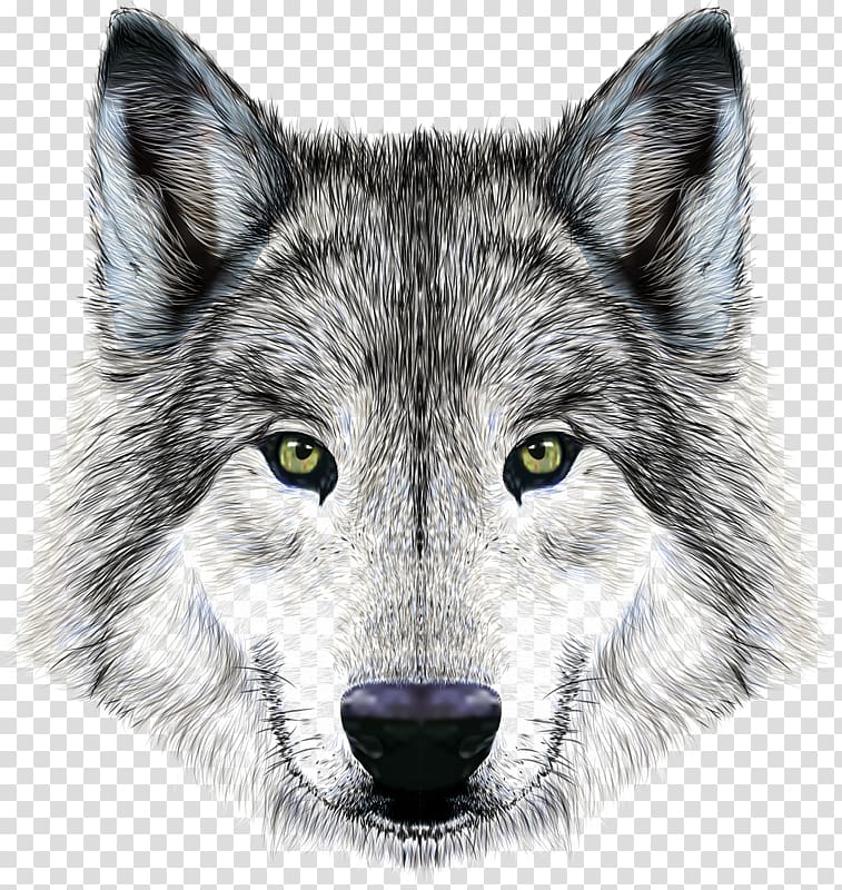 gray and white wolf , Dog Arctic wolf Mexican wolf Illustration, Imposing wolf transparent background PNG clipart