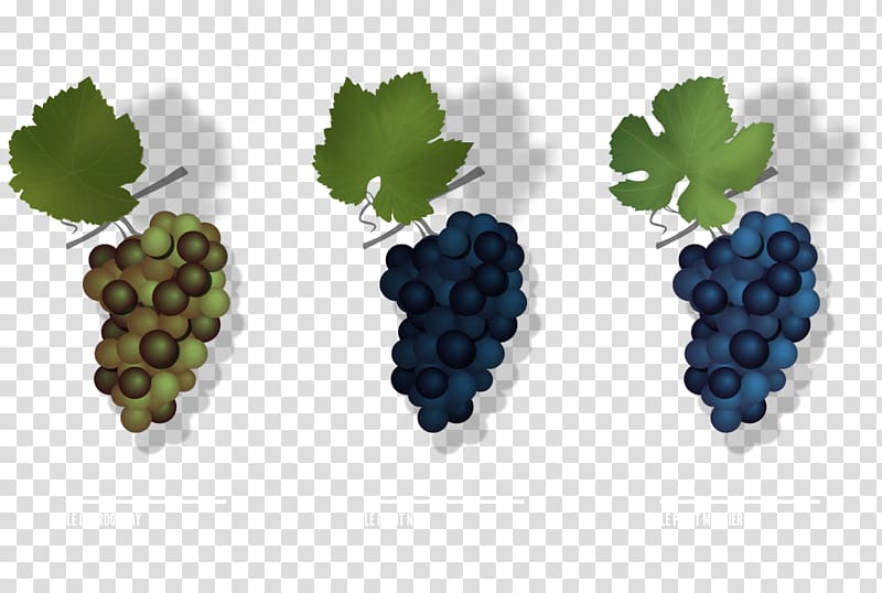 Grape Pinot Meunier Pinot noir Chardonnay Champagne, grape transparent background PNG clipart