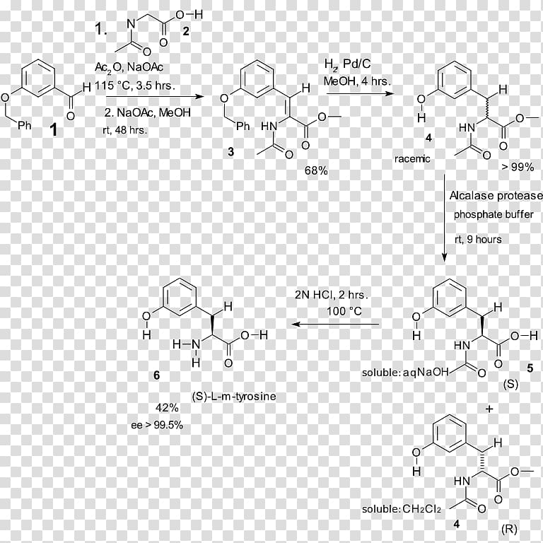 Erlenmeyer–Plöchl azlactone and amino-acid synthesis Amino acid synthesis Tyrosine, others transparent background PNG clipart