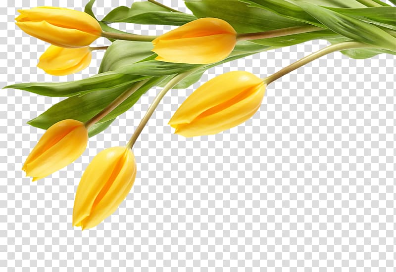 The Black Tulip Desktop Flower Yellow, tulip transparent background PNG clipart