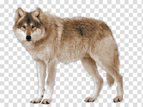 real wolf transparent background PNG clipart