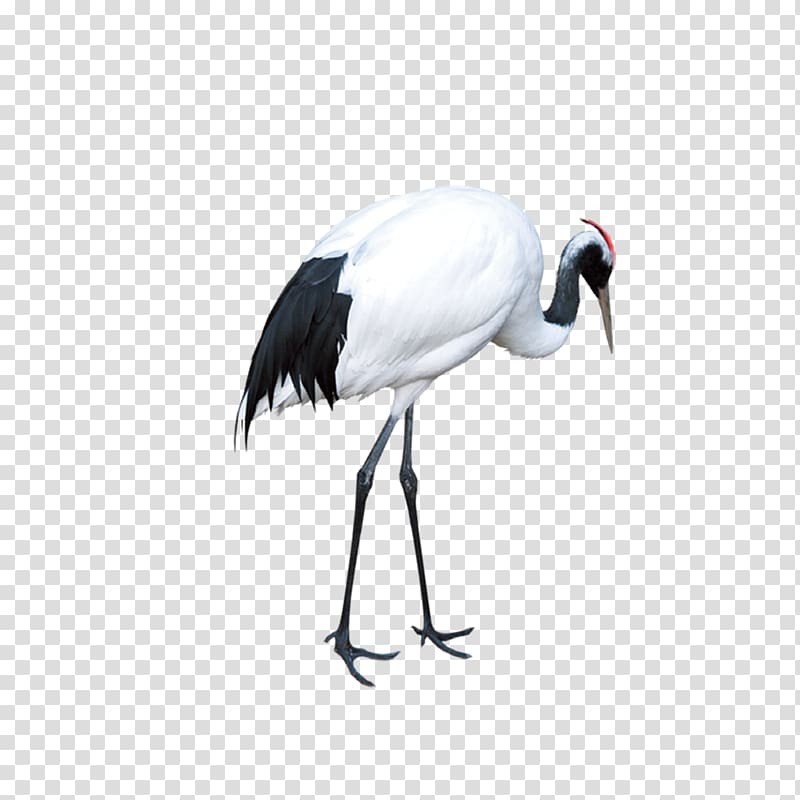 white and black long-beaked bird , Red-crowned crane , Crane transparent background PNG clipart