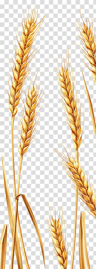 wheat , Emmer Durum Spelt Rye, Wheat transparent background PNG clipart