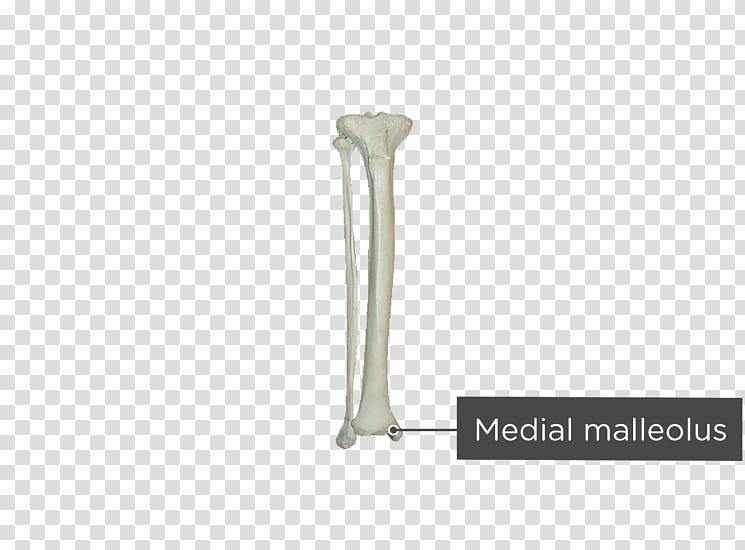 Fibula Tibia Bone Human skeleton Malleolus, tibia bone transparent background PNG clipart