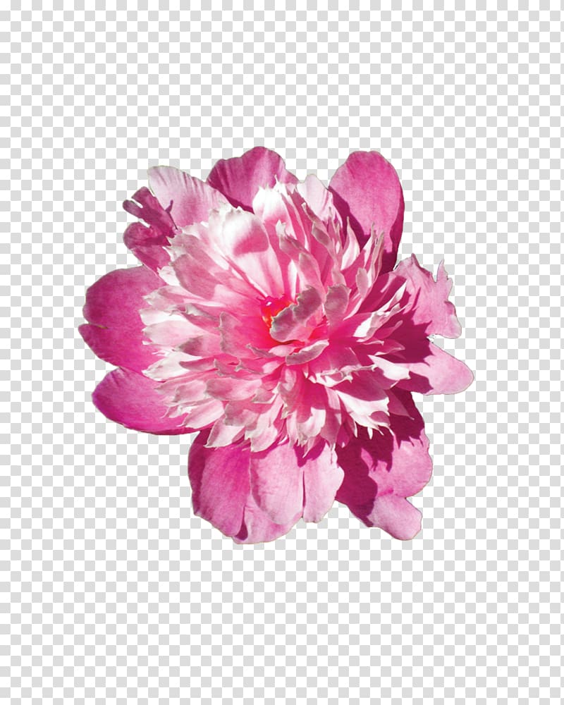 Pink flowers Pink flowers Floral design, flower transparent background PNG clipart