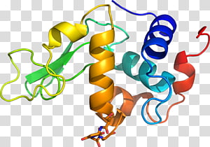 Product Organism Line Special Olympics Area M transparent background PNG clipart thumbnail