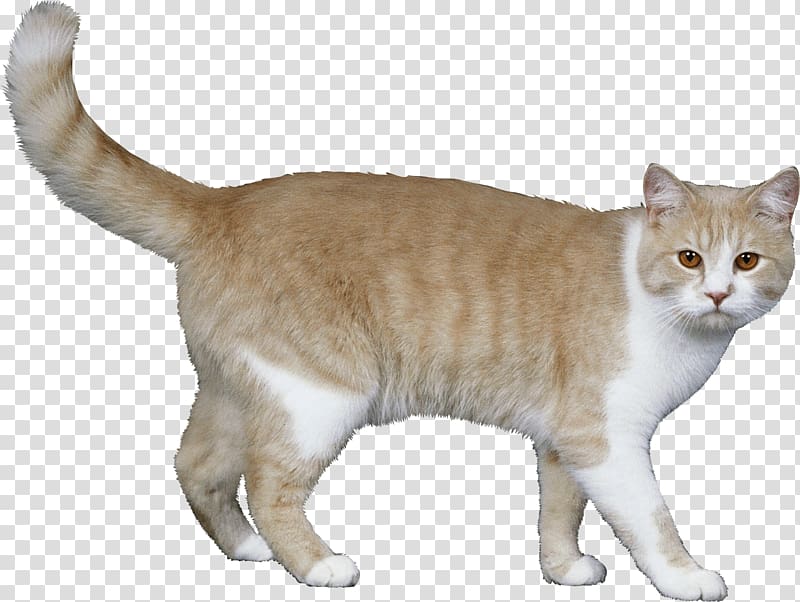 Cat Kitten Pet sitting Felidae Dog, Homero transparent background PNG clipart