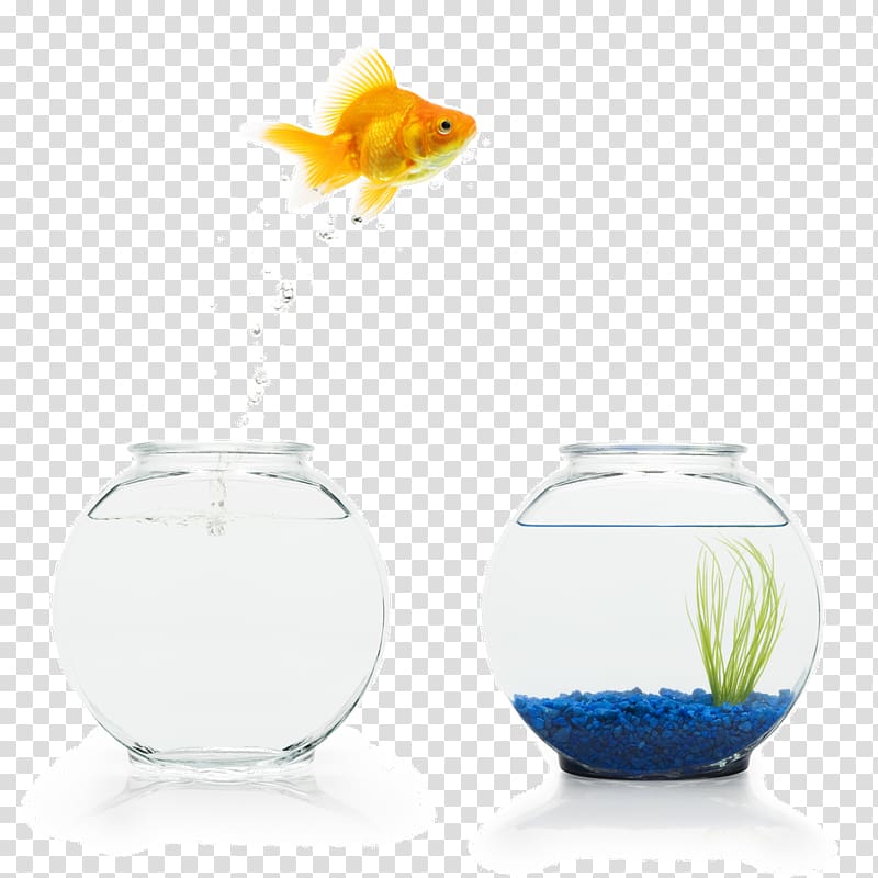 Marketing Business Customer experience Information silo Organization, goldfish transparent background PNG clipart