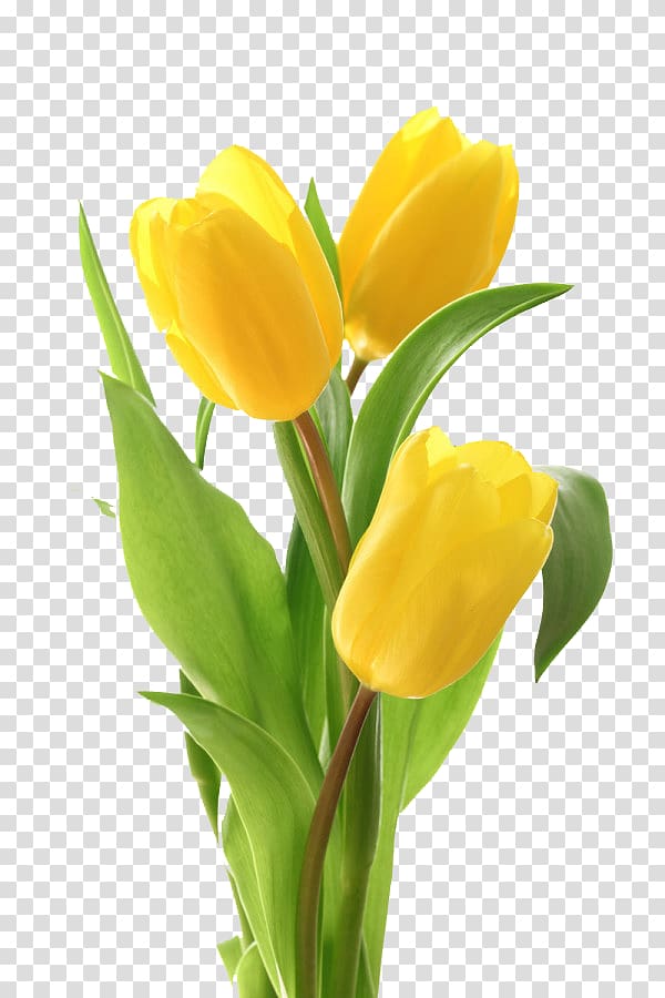 yellow flowers , Tulip Flower bouquet Greeting card, Tulips transparent background PNG clipart