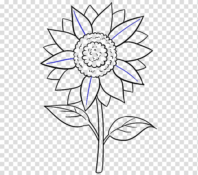 Drawing Common sunflower Black and white Sketch, Sunflower draw transparent background PNG clipart