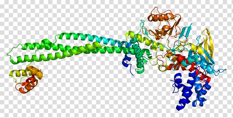 AP-1 transcription factor Organism , line transparent background PNG clipart