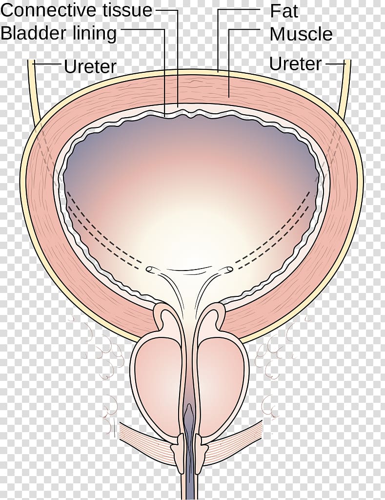 Urinary incontinence Urinary bladder Urination Pelvic floor Overactive bladder, sits transparent background PNG clipart