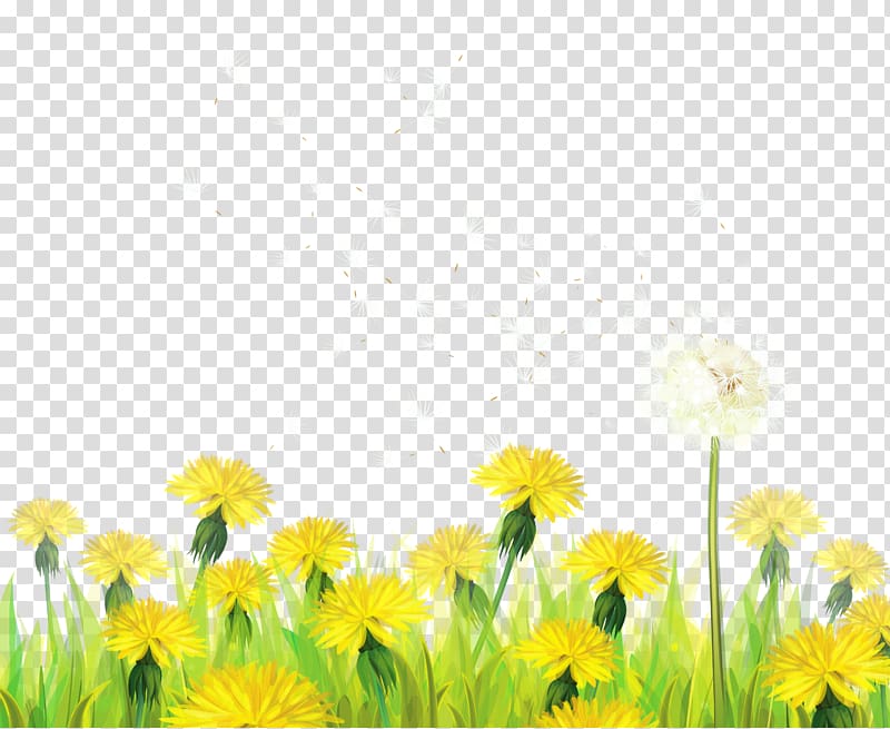 Dandelion , Grass with Dandelions , dandelion and yellow flowers illustration transparent background PNG clipart