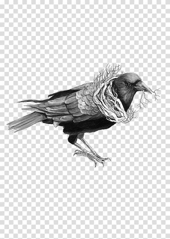 Common raven Bird Drawing Illustration, crow transparent background PNG clipart