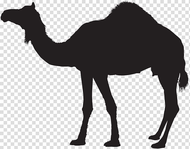 Dromedary Bactrian camel Silhouette , camel transparent background PNG clipart