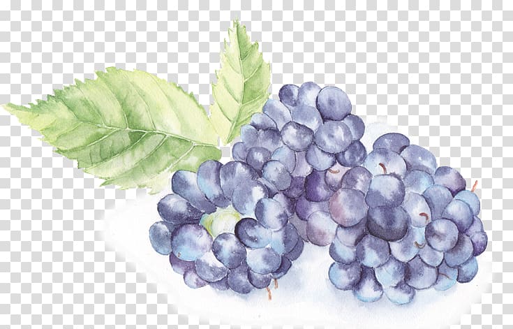 Watercolor painting, painted fruit transparent background PNG clipart
