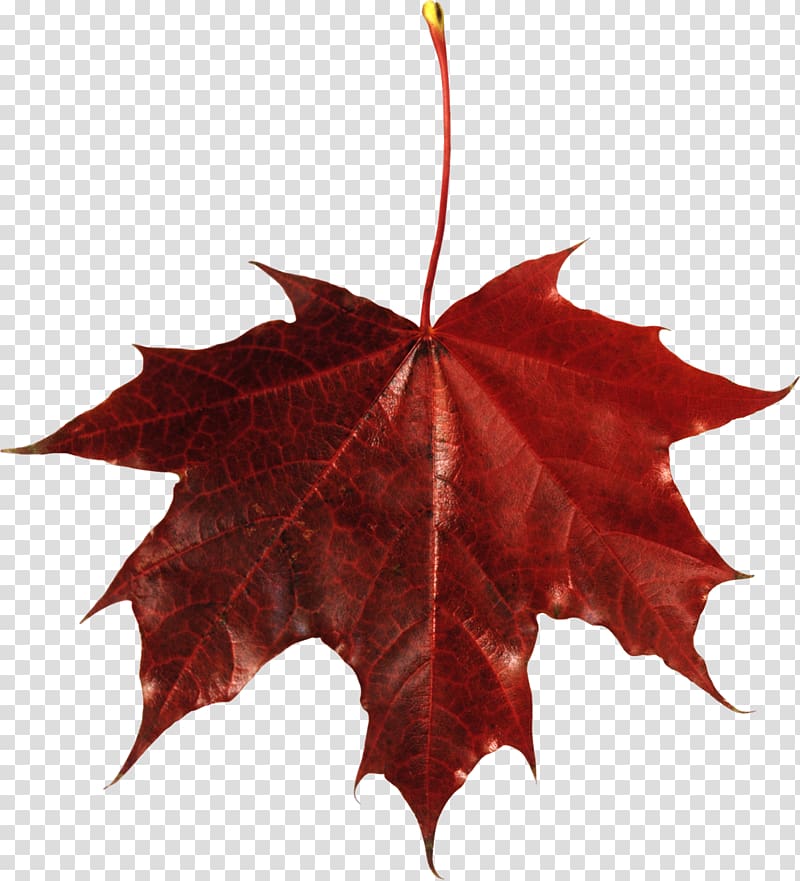 Maple leaf Autumn leaf color , foliage transparent background PNG clipart