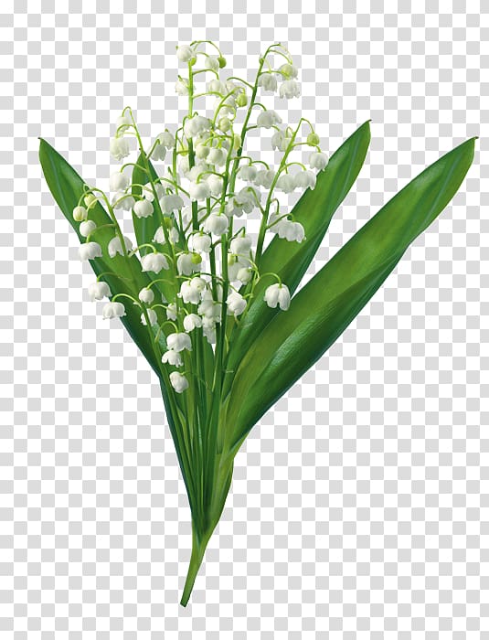 Lily of the valley , lily of the valley transparent background PNG clipart