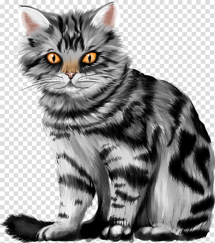 Kitten Tabby cat Pet sitting , Lovely cat transparent background PNG clipart