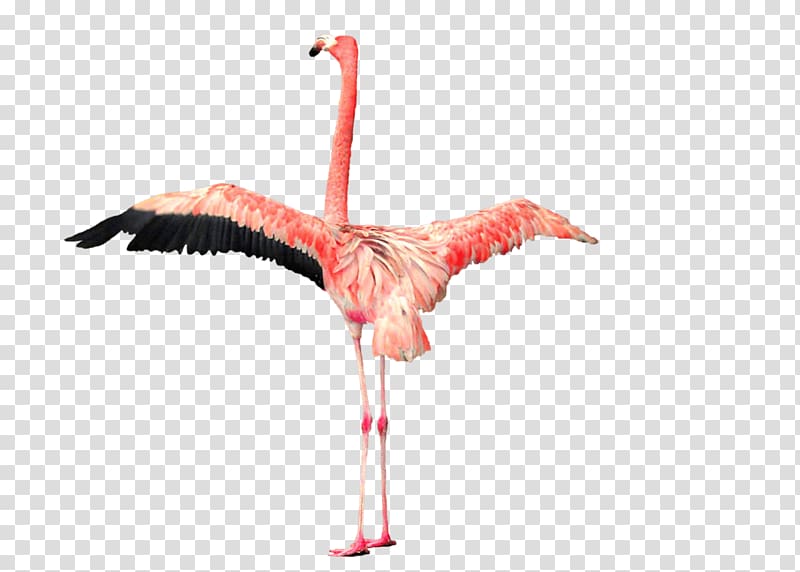 pink flamingo illustration, Flamingo Open Wings transparent background PNG clipart