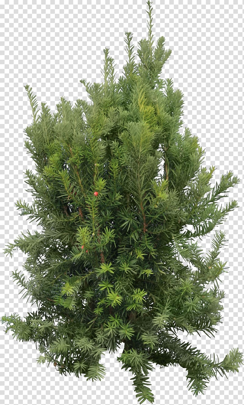 Blue spruce Fir , fir-tree transparent background PNG clipart
