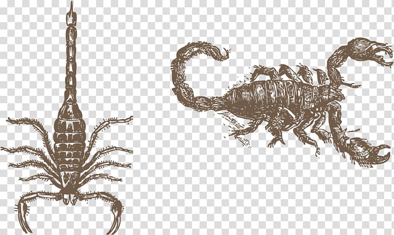 Scorpion Euclidean Vecteur, painted a scorpion transparent background PNG clipart