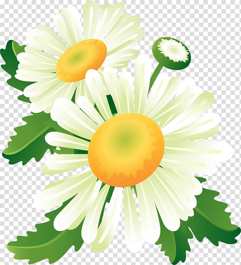 Flower , camomile transparent background PNG clipart