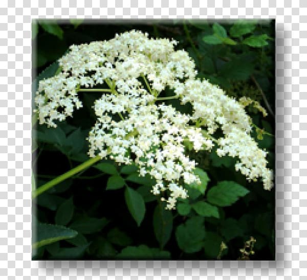 Viburnum lentago Elder Matrimony vine Shrub Barberry, sambucus nigra transparent background PNG clipart