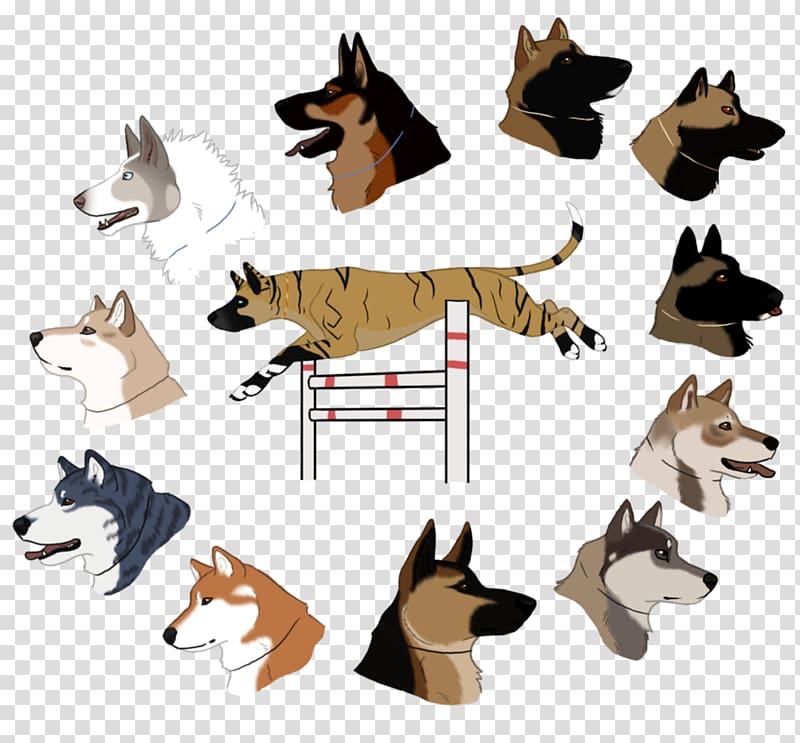 Dog breed , ready set go transparent background PNG clipart