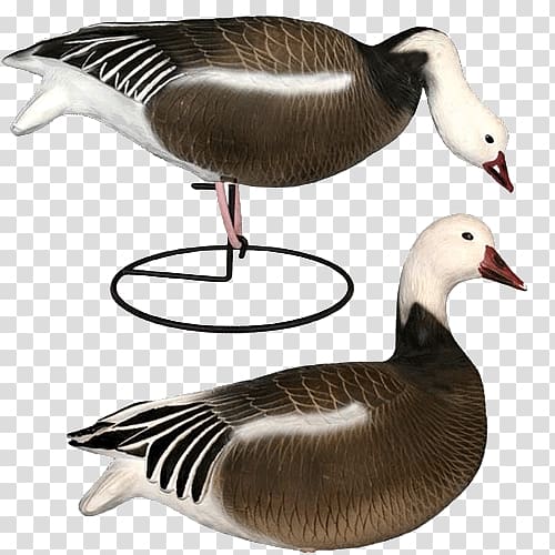 Snow goose Duck decoy Duck decoy, goose transparent background PNG clipart