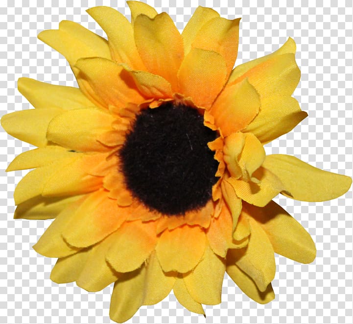 Art sunflower m Drawing Flickr, others transparent background PNG clipart