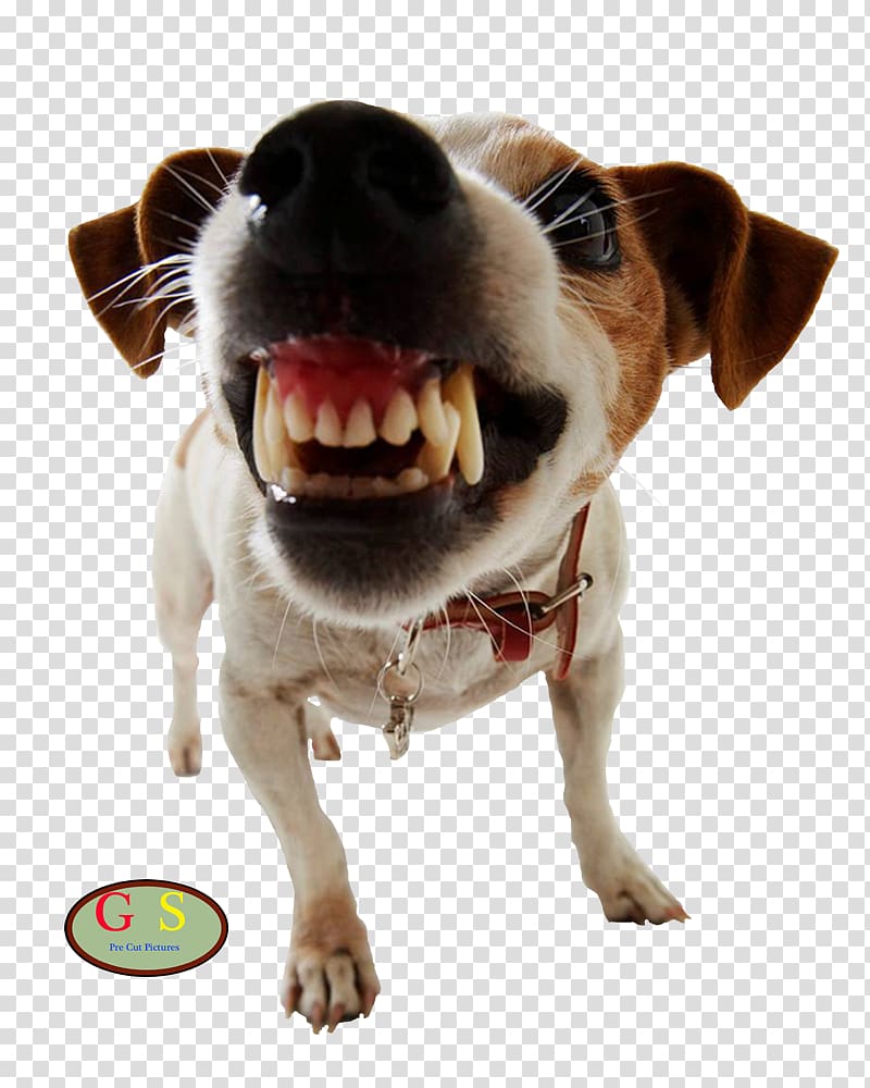 Dog training Pet door Dog aggression, Dog transparent background PNG clipart