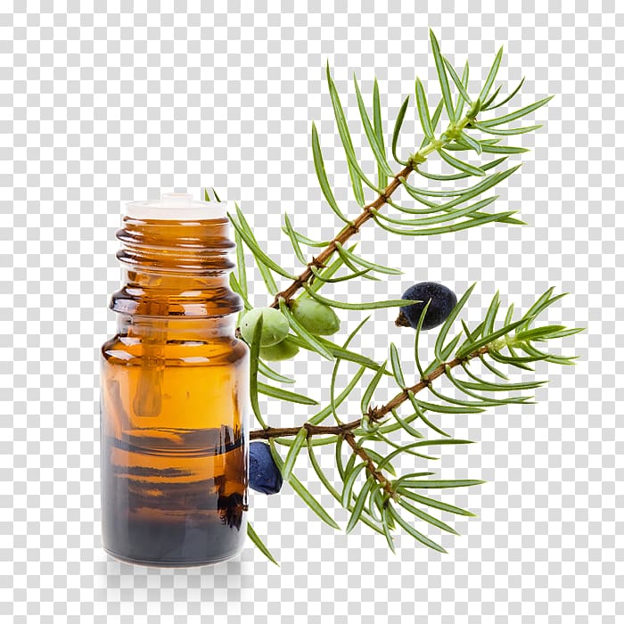 Juniperus oxycedrus Common juniper Essential oil Lavender, oil transparent background PNG clipart