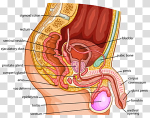 Ovary Uterus Reproductive System Menstruation Woman Transparent Background Png Clipart Hiclipart