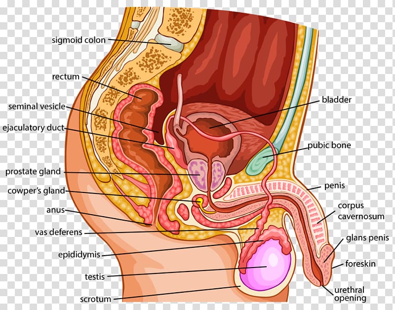 Organ Human body Female reproductive system Anatomy, woman transparent background PNG clipart
