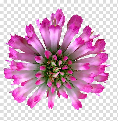 Red Clover Flower , flower transparent background PNG clipart