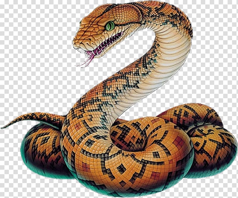 brown and black snake , Snake Vipers Ball python Drawing Sketch, snake transparent background PNG clipart
